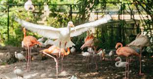 Fort Lauderdale Flamingo Gardens Entry