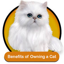 And we're going to tell you. Cats For Sale Online In Chandigarh Bangalore Mumbai Delhi Pune Kolkata