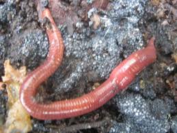 worm bedding moist like a wrung out