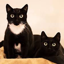 Download black cat stock vectors. Adoption Stories Archives Cute4kind