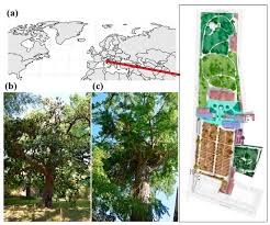 The Trees Of The Pisa Botanic Garden