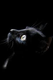 Black Cat Black Cat Cat Phone
