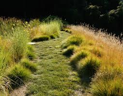 This link is to an external site that may or may not meet accessibility. Expert Advice 8 Tips For A Meadow Garden From Grass Guru John Greenlee Gardenista