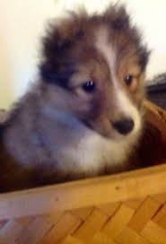 Overall, shelties should bear a strong resemblance to their bigger relatives, the collies. Akc Sheltie Puppies M N Fm Sable Wh Shetland Sheepdogs For Sale In Bullard Texas Classified Hoodbiz Org
