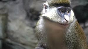 male monkey images browse 83 stock