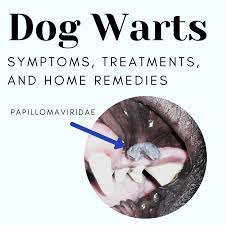 dog warts symptoms treatments and