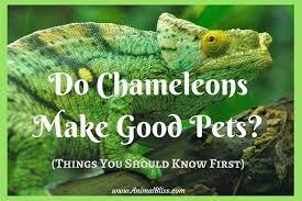 Read all about keeping chameleons as pets. Do Chameleons Make Good Pets What You Need To Know