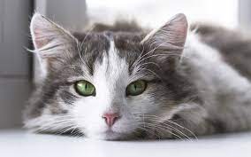Average lifespan of a gray tabby cat the average lifespan of a cat breed by breed chart petcarerx. How Long Do Cats Live A Guide To Cat Lifespan And Living Longer