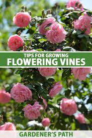 tips for growing flowering vines