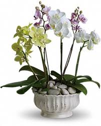 Regal Orchids T103 1a In Garden Grove
