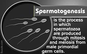 The Process Of Spermatogenesis Explained