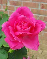 pink rose flower flowering plant
