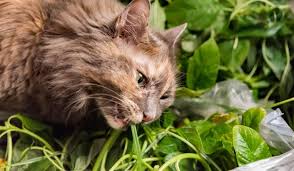 can cats eat parsley a few good pets