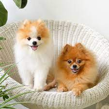 pomeranian puppies available