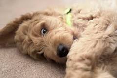 Image result for Goldendoodle Puppies best way to grow it