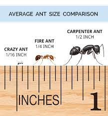 ant identification guide how to