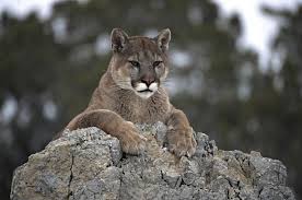 mountain lion sightings in ct