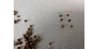 the simple trials of seed germination