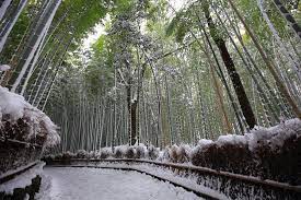 竹林の道 雪 嵯峨野の竹林の神秘的な冬景色 | 京都もよう KYOTO MOYOU