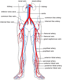 Diagram of sensory deuron system. Illustrations Of The Blood Vessels