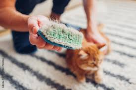 cleaning carpet from cat hair with
