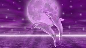 Wallpaper Dolphin posted by Sarah Walker