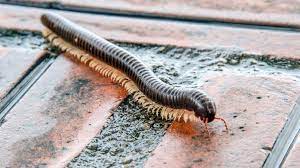 How To Get Rid Of Millipedes Forbes Home