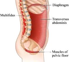 the diaphragm the core the pelvic