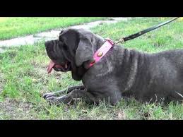 Neapolitan Mastiff And Other Large Dogs Wearing Pink Vintage