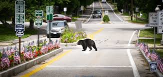 black bear hit by car on route 3 in
