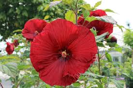 Perennials and annuals are different types of plants. Perennial Hibiscus Anna S Flowers Kingsville On