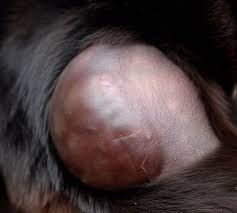 blood blisters on dog causes symptoms