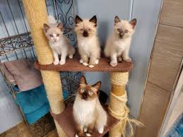 Oriental cat breeders australia only. Siamese Cats Sale Vero Beach Fl 3858 Hoobly Us
