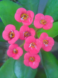 image of beautiful flowers photo free