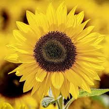 Gambar bunga matahari | siapa sihh yang tidak kenal dengan bunga idah yang satu ini, bunga matahari atau yang dikenal dalam bahasa inggris dengan nama sunflowers merupakan bunga yang bijinya sering dimanfaatkan sebagai cemilan. Ciri Khusus Bunga Matahari Selalu Ikuti Arah Cahaya Matahari Hot Liputan6 Com