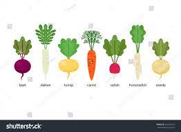 Set Root Crops Daikon Horseradish Radish庫存向量圖（免版稅）421391575 | Shutterstock