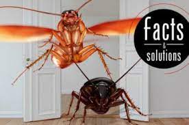 16 awesome at home remes for roaches