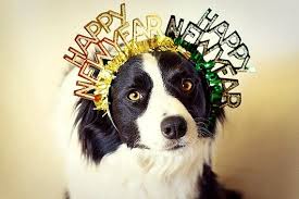 Happy new year from the futurama puppies! Pups Celebrating The New Year Ilovedogsandpuppies