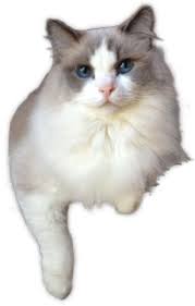 Find ragdoll in cats & kittens for rehoming | 🐱 find cats and kittens locally for sale or adoption in ontario : Ragdolls Totally Terrific Ragdoll Kittens In Texas