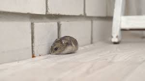 how to get rid of mice in garage a n