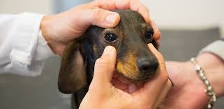 dog eye allergies symptoms causes and