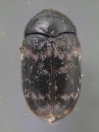 carpet beetle conundrum pest control