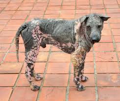 Impetigo is a contagious skin infection caused by staph or strep. Cure Dog Skin Problems 12 Most Common Issues And Best Ways To Deal With Them Dog Training Suggestions
