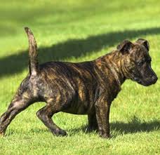 An american staffordshire terrier with cropped ears. American Staffordshire Terrier Brindle Staffy American Staffordshire Terrier Staffy Dog
