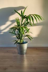 kentia palm how to grow and care for