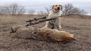 coyote decoy dog what you need to know
