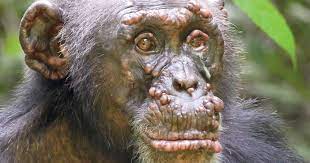 La lepra en los chimpancés salvajes : Revista Pesquisa Fapesp