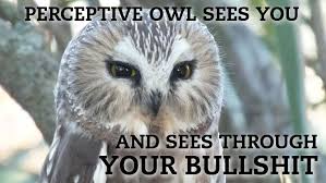 20 Hilariously Adorable Owl Memes via Relatably.com