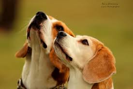 Der kopf des beagles ist lang, seine tief angesetzten, abgerundeten schlappohren machen ihn besonders berühmt. Rassebeschreibungen Ungeschont Der Beagle Hey Fiffi Com