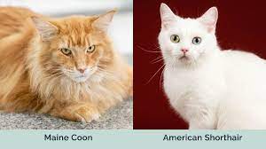 maine vs american shorthair cats
